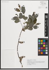 Foto von Salix helvetica Vill. x Salix silesiaca Willd.